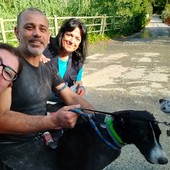 Fugge dopo un incidente ad Ellera, trovato il cane Piuma