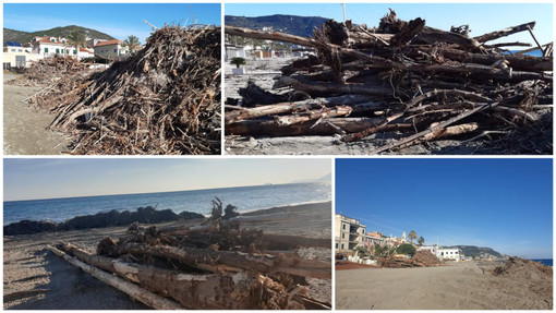 Pietra Ligure, accumuli di legname sulle spiagge:  in corso l'intervento di pulizia (FOTO)