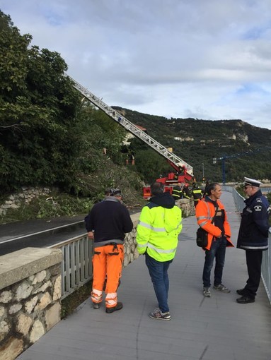 Alberi sulla carreggiata, Aurelia riaperta a Finale Ligure