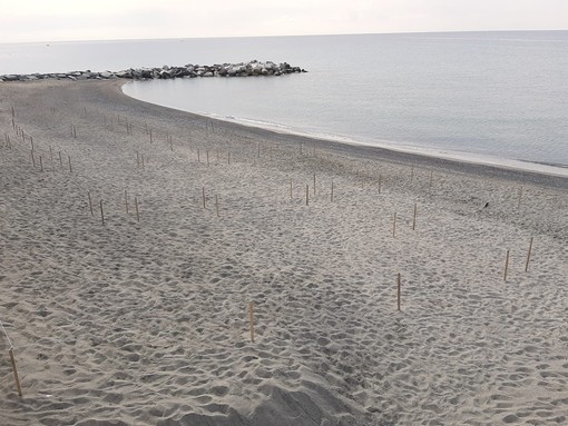 Celle e la spiaggia libera dei Piani in versione francese: posizionati i paletti e le corde (FOTO E VIDEO)