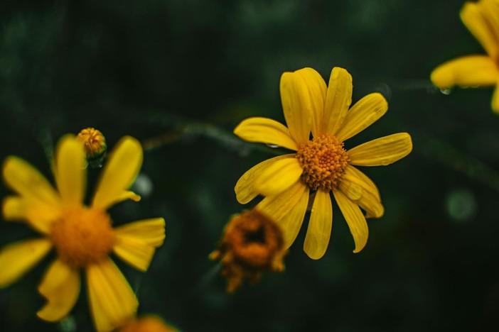 Invasione Senecio sudafricano ad Albenga: è una minaccia per la biodiversità della Gallinara e del Centa