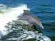 Delfini giocano al largo di Varazze (VIDEO)