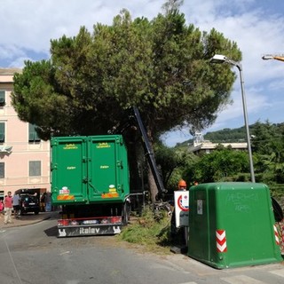 Finale, Guzzi replica alla minoranza sul verde: &quot;Programmiamo gli interventi con gli esperti del settore. Abbattimenti necessari per la sicurezza&quot;