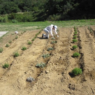 Agricoltura sociale e co-progettazione: a Quiliano nasce l’Orto Sociale &quot;Tutti giù per Terra&quot;