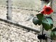 Concorso giorno della memoria: 34 studenti nei luoghi simbolo della shoah