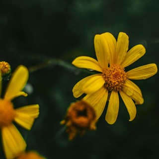 Invasione Senecio sudafricano ad Albenga: è una minaccia per la biodiversità e la salute