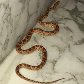 Savona, ritrovato il serpente che era stato avvistato in un portone di corso Tardy e Benech
