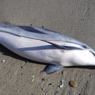 Savona, trovata una stenella spiaggiata in via Nizza