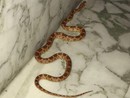 Savona, ritrovato il serpente che era stato avvistato in un portone di corso Tardy e Benech