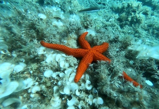 Alla scoperta della vita sott'acqua nell'Amp dell'Isola di Bergeggi: il 16 agosto appuntamento con lo snorkeling