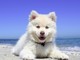 Albenga, confermata la spiaggia libera attrezzata per i cani