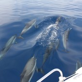 I mammiferi avvistati dal Gruppo Pelagos L.N.I. - Sez. di Finale Ligure (foto tratte dalla pagina Facebook Pelagos&quot;