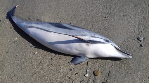 Savona, trovata una stenella spiaggiata in via Nizza