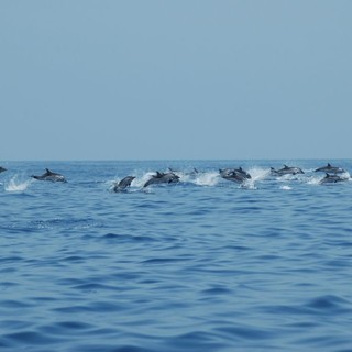 Andora aderisce alla Carta di Partnership del Santuario dei Cetacei