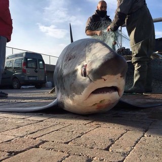 A Varazze pescato accidentalmente uno &quot;squalo volpe&quot;