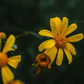 Invasione Senecio sudafricano ad Albenga: è una minaccia per la biodiversità della Gallinara e del Centa