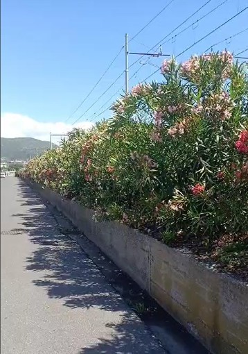 Ceriale, una nuova siepe sulla scarpata ferroviaria di via Pineo verso il confine con Albenga