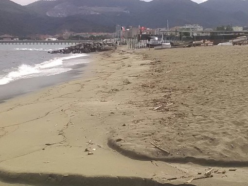 Savona, legname sulle spiagge delle Fornaci e di Zinola: intervento di Ata (FOTO)