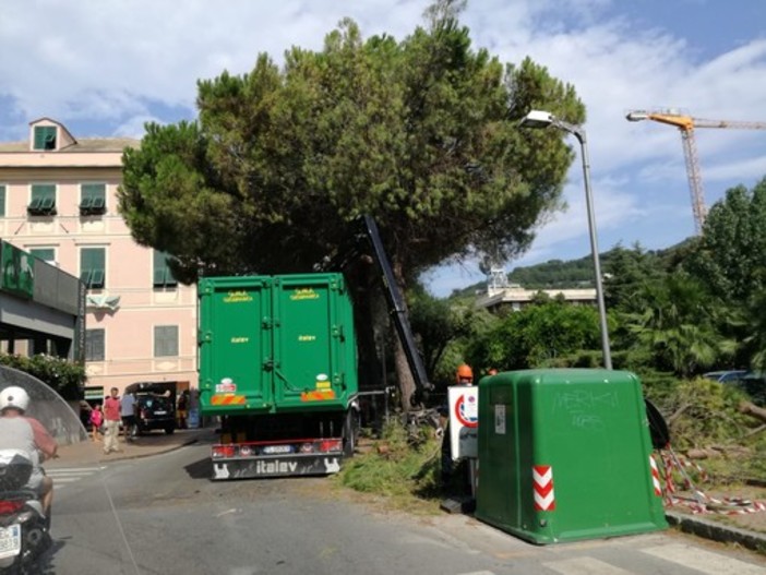 Finale, Guzzi replica alla minoranza sul verde: &quot;Programmiamo gli interventi con gli esperti del settore. Abbattimenti necessari per la sicurezza&quot;