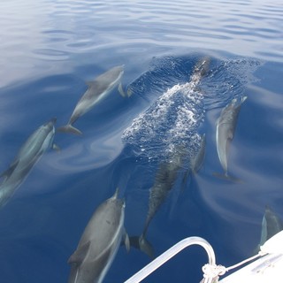 I mammiferi avvistati dal Gruppo Pelagos L.N.I. - Sez. di Finale Ligure (foto tratte dalla pagina Facebook Pelagos&quot;