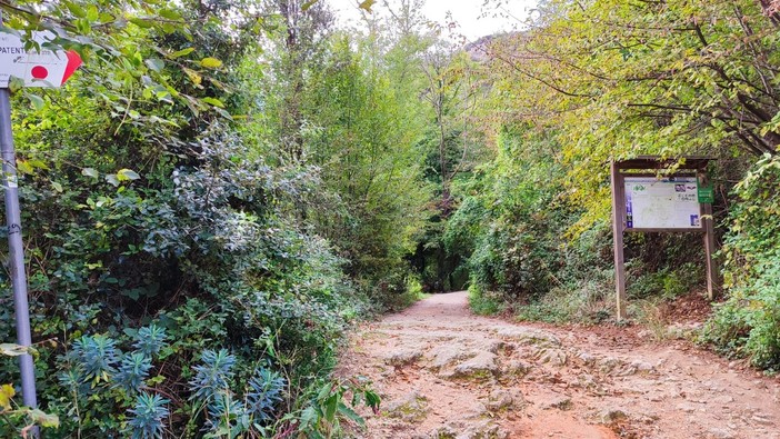 Cinghiali caduti da una falesia, i cacciatori: &quot;Nessuna battuta nella zona, non possiamo essere sempre additati&quot;