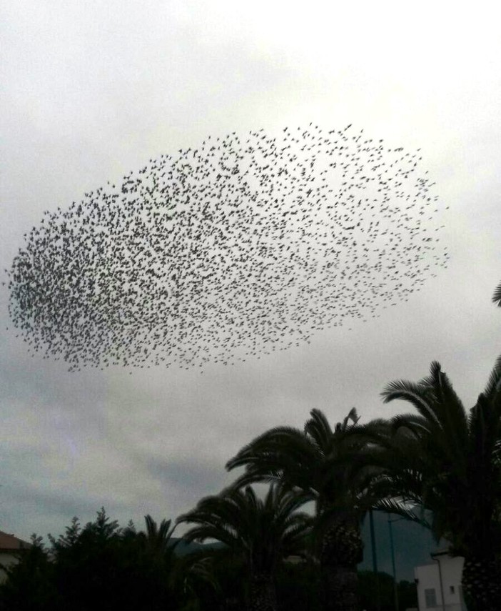 La danza degli storni nei cieli savonesi: guarda il video