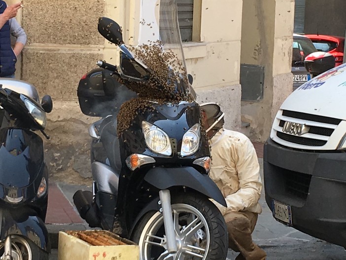 Savona, le api invadono uno scooter in via Milano: intervento di un esperto (VIDEO)