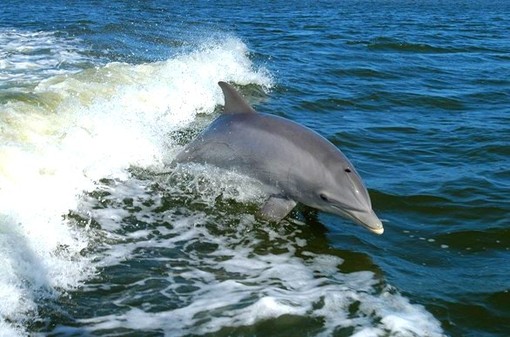 Delfini giocano al largo di Varazze (VIDEO)