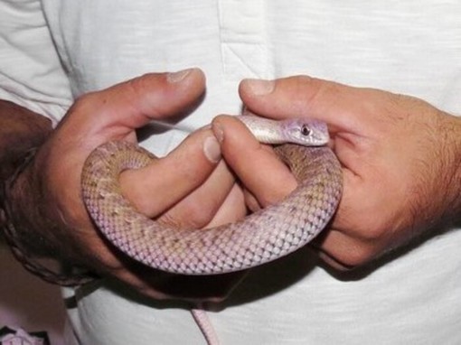 Savona, in autobus con il serpente sotto lo sguardo attonito dei passeggeri