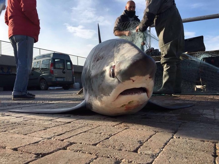 A Varazze pescato accidentalmente uno &quot;squalo volpe&quot;