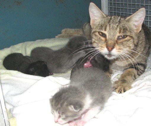 Volontari Enpa in piazza in occasione della Giornata degli Animali