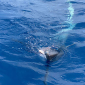 Un'insolita pesca di tonni a Finale: all'amo ecco uno squalo volpe (FOTO e VIDEO)