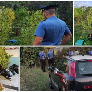 Villanova d'Albenga, gestiva una piantagione e un laboratorio di cannabis: arrestato (FOTO e VIDEO)