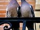 Non c’è un “tantino” di esagerazione nella vicenda dei colombi di Carcare?