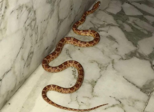 Savona, ritrovato il serpente che era stato avvistato in un portone di corso Tardy e Benech