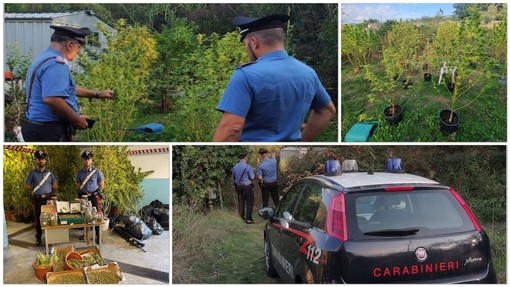 Villanova d'Albenga, gestiva una piantagione e un laboratorio di cannabis: arrestato (FOTO e VIDEO)