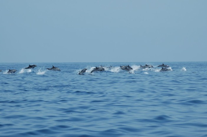 Andora aderisce alla Carta di Partnership del Santuario dei Cetacei