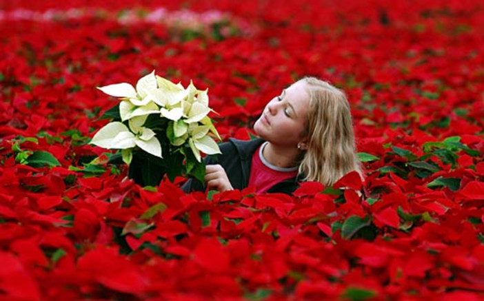 Tornano le stelle dell'Ail per il Natale a Finale. Non solo fiori ma anche di cioccolato