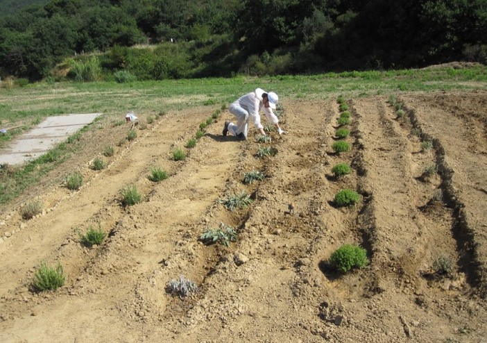 Agricoltura sociale e co-progettazione: a Quiliano nasce l’Orto Sociale &quot;Tutti giù per Terra&quot;