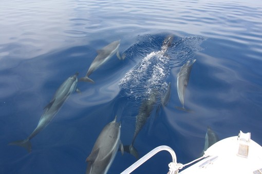 I mammiferi avvistati dal Gruppo Pelagos L.N.I. - Sez. di Finale Ligure (foto tratte dalla pagina Facebook Pelagos&quot;