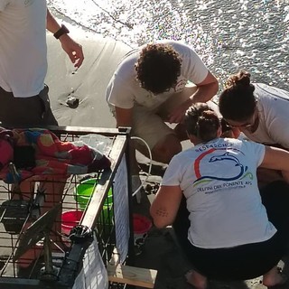 Continua il monitoraggio sui nidi di Caretta Caretta dopo le mareggiate nel Ponente ligure