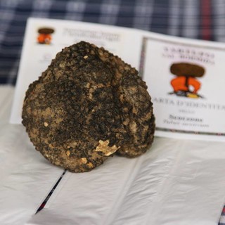 Il tartufo valbormidese spicca alla mostra mercato regionale del tartufo di Acqui