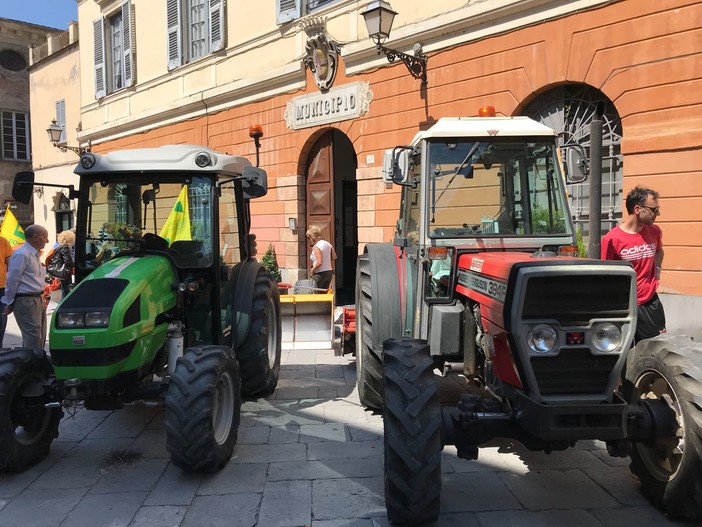 Mucche, asini e prodotti del territorio in un centro storico che si trasforma in occasione della Festa di Sant' Isidoro ad Albenga