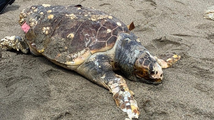 Bergeggi, una carcassa di tartaruga già in decomposizione spiaggiata sul litorale (FOTO)