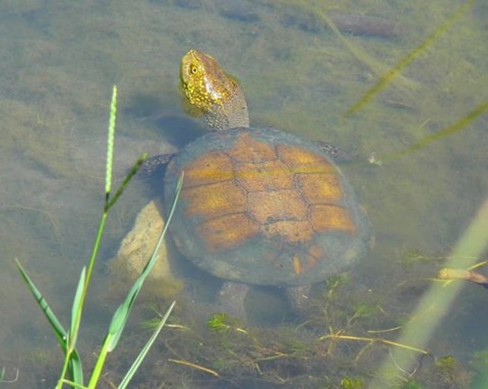 Biodiversità, Piana (vice presidente Regione): &quot;Rafforzata la salvaguardia della testuggine palustre&quot;