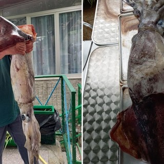 Albenga, pescato un totano gigante dietro l’Isola Gallinara