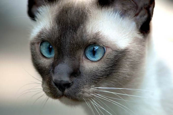 Immagine generica gatto siamese