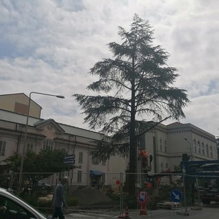 Cairo, taglio dei cedri in piazza Abba. Lambertini: &quot;Pianteremo sei nuovi alberi e riqualificheremo l'area&quot;