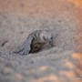 Laigueglia regala ancora emozioni: altre 37 Caretta Caretta hanno visto la luce e raggiunto il mare