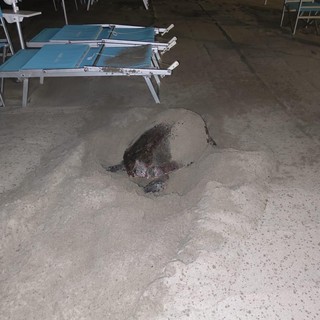 Una tartaruga caretta caretta sceglie la spiaggia di Laigueglia per deporre le uova (FOTO)
